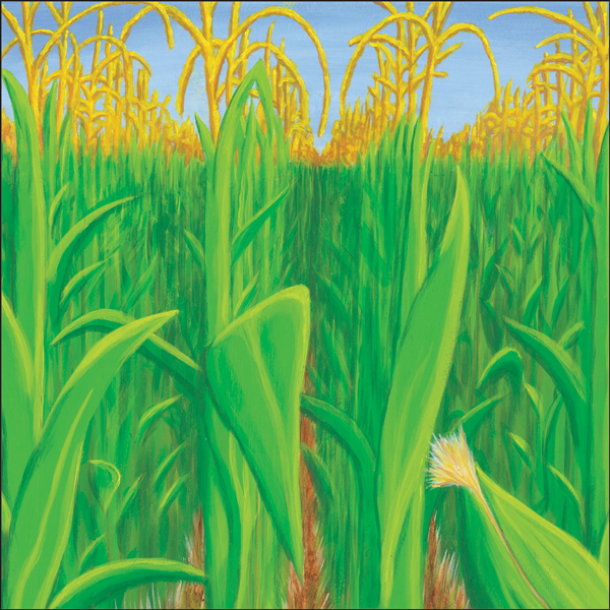 Corn Field Scrapbook Paper-RLS105